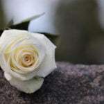 Tổng hợp những hoa tượng trưng cho người mất