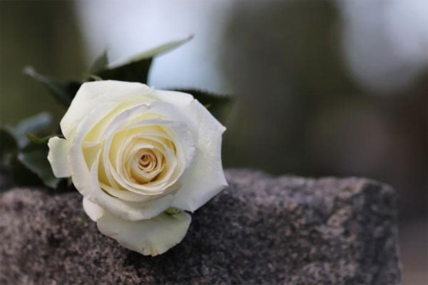 Vì sao hình ảnh hoa hồng trắng được sử dụng trong đám tang?