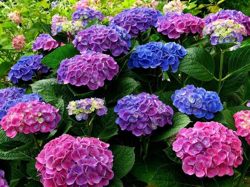 Chọn hoa cẩm tú cầu đám tang phù hợp nhất theo màu sắc